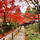 滋賀　金剛輪寺
湖東三山の一つ

紅葉の参道