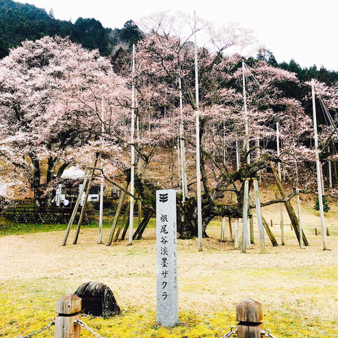 淡墨桜