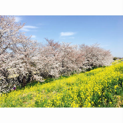 熊谷桜堤