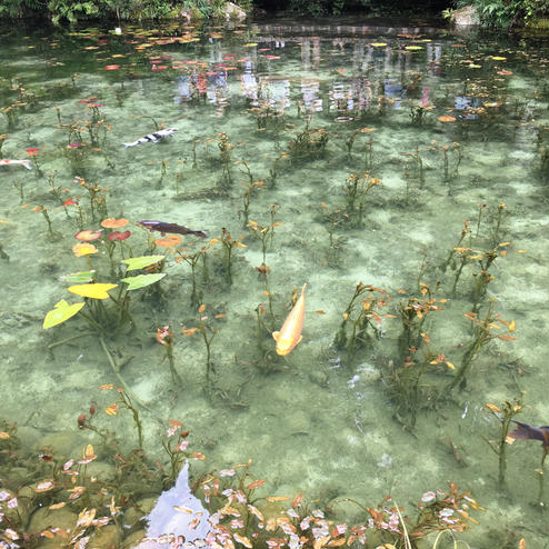 モネの池・根道神社