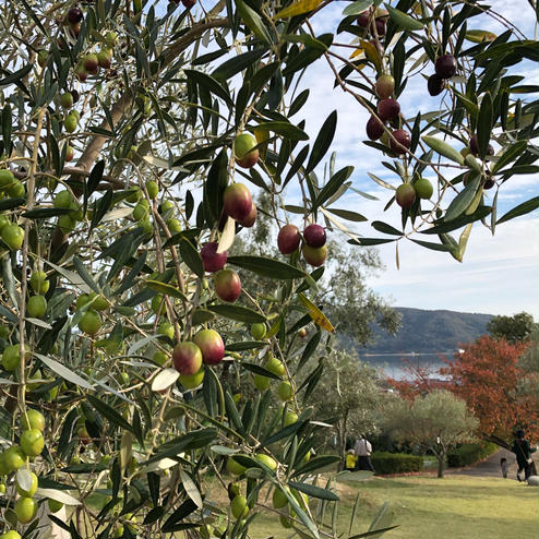 道の駅 小豆島オリーブ公園