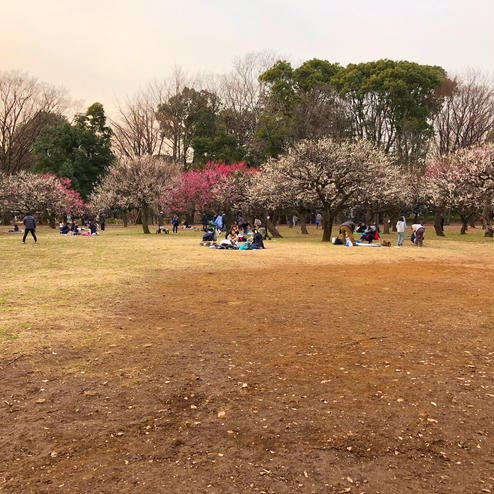 砧公園