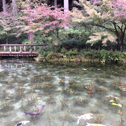 モネの池・根道神社