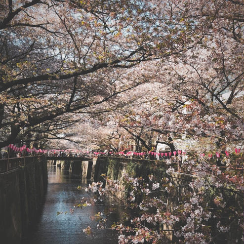 目黒川の桜並木