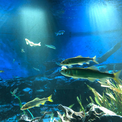 サンシャイン水族館