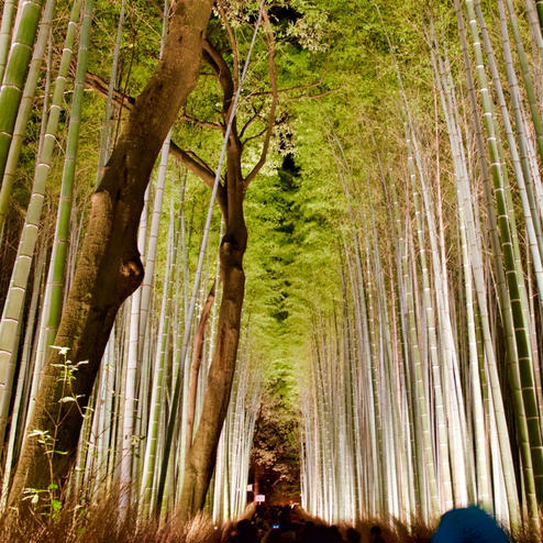 【終了】京都・嵐山花灯路