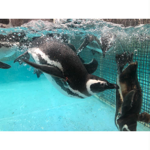 のとじま水族館