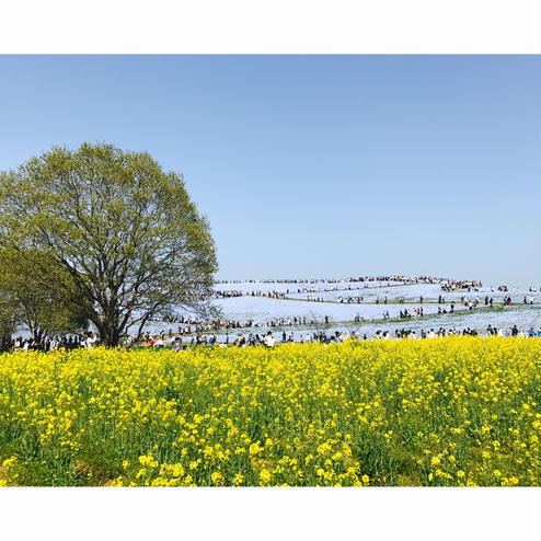 国営ひたち海浜公園