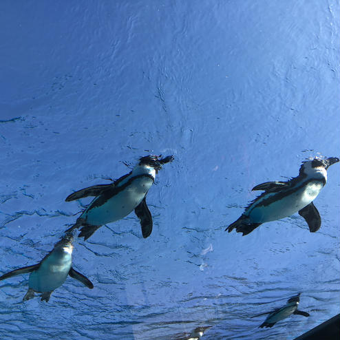 サンシャイン水族館