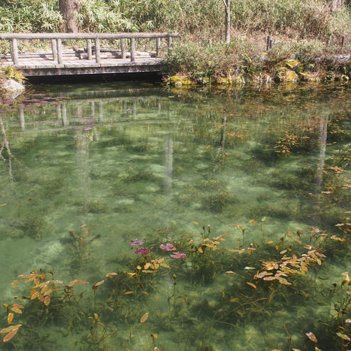 モネの池・根道神社