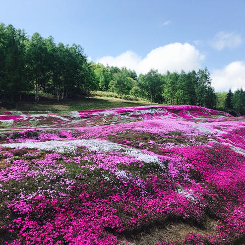 三島さんの芝ざくら庭園