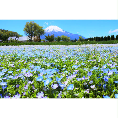 山中湖花の都公園