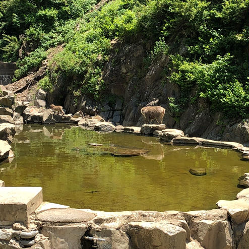 地獄谷野猿公苑