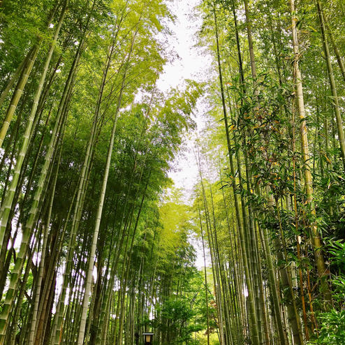 竹林の小径