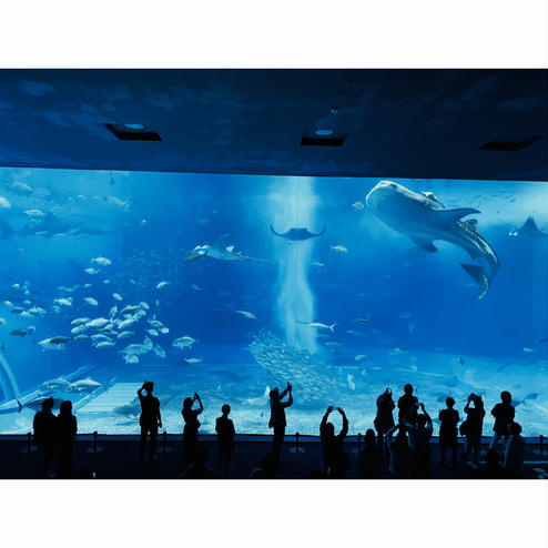 沖縄美ら海水族館