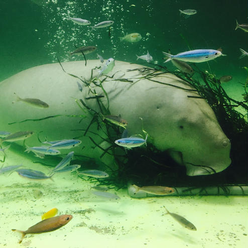 鳥羽水族館