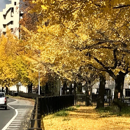 堀川寺ノ内の銀杏並木