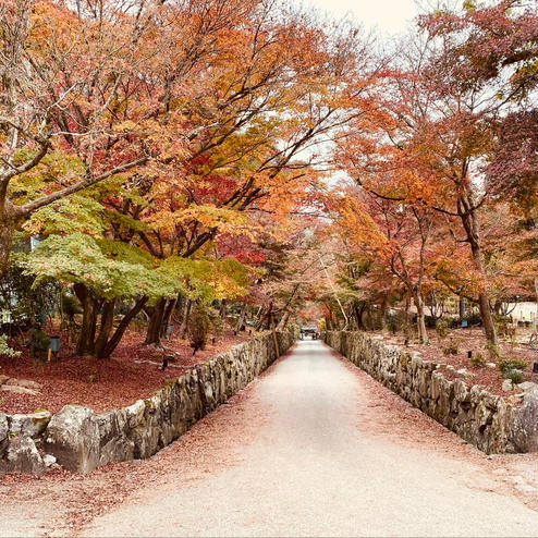 興聖寺の琴坂