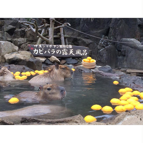 伊豆シャボテン動物公園