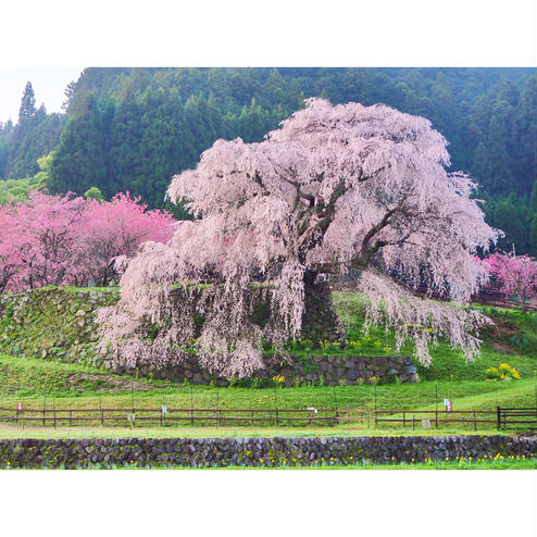 又兵衛桜