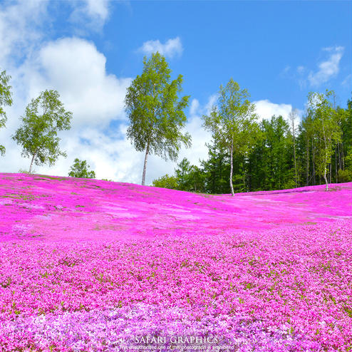 芝ざくら滝上公園