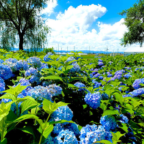 もりやま芦刈園