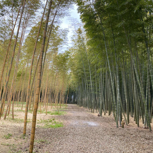 若竹の社 若山農場