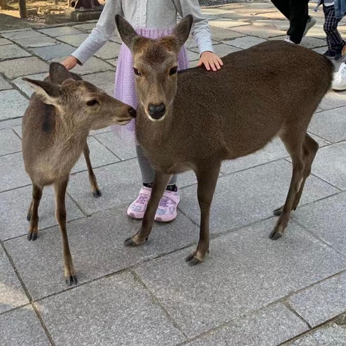 奈良公園