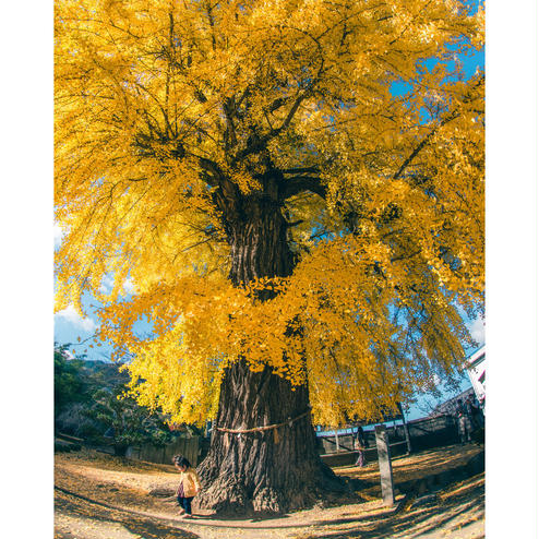 丹生酒殿神社