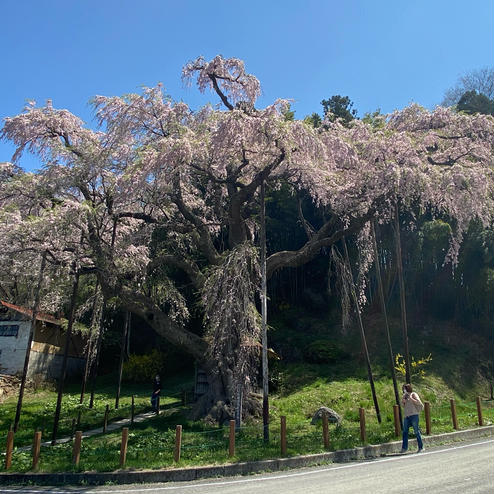 延命地蔵尊・紅枝垂地蔵桜