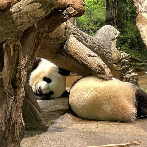 恩賜上野動物園