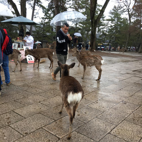 奈良公園