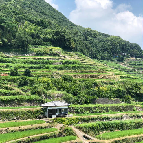 中山千枚田