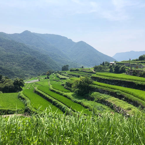 中山千枚田