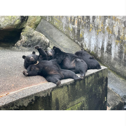 奥飛騨クマ牧場