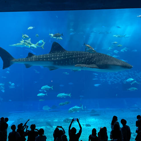 沖縄美ら海水族館