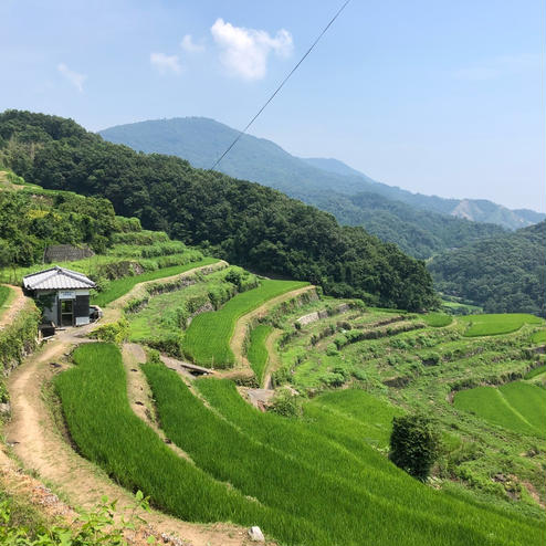 中山千枚田