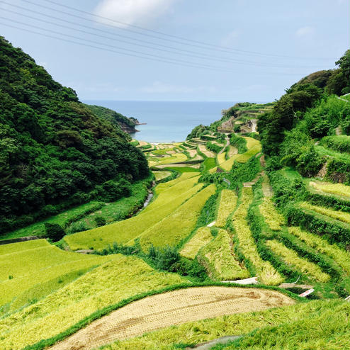 浜野浦の棚田