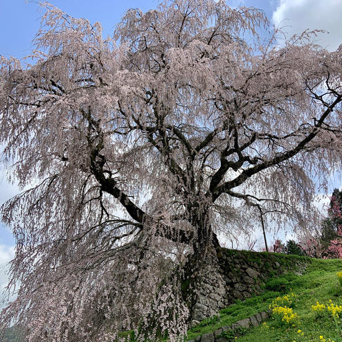 又兵衛桜