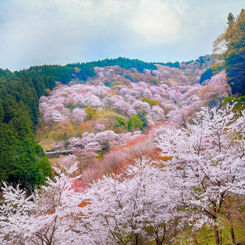 吉野山