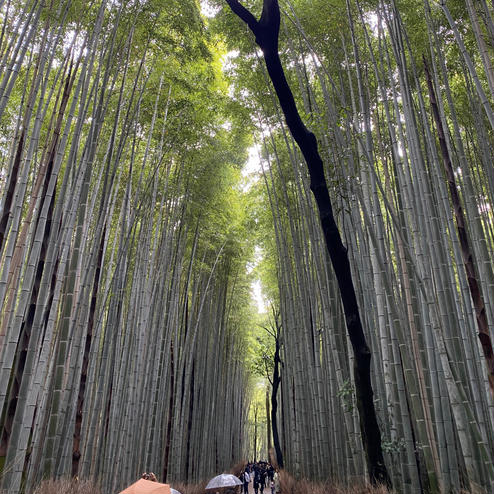 嵐山・嵯峨野・太秦・桂