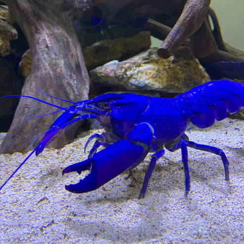 鳥羽水族館