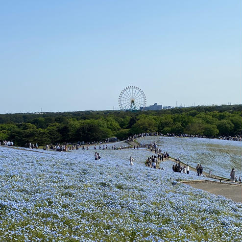 国営ひたち海浜公園