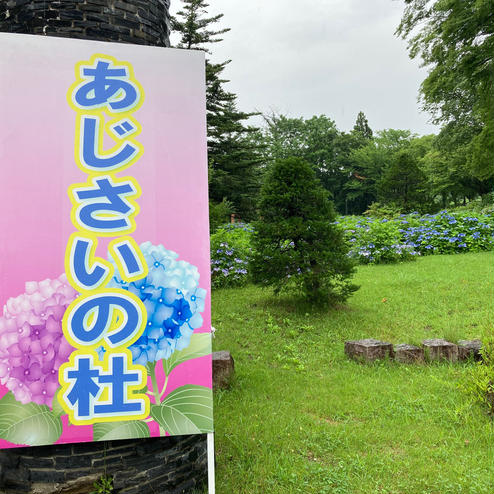 東山公園 あじさいの杜