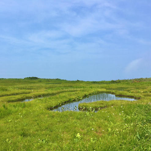 弥陀ヶ原湿原