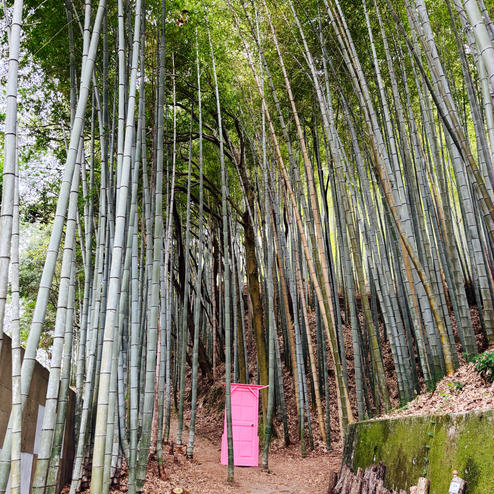 天王池の竹林