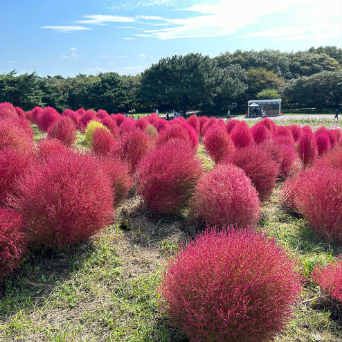 国営ひたち海浜公園