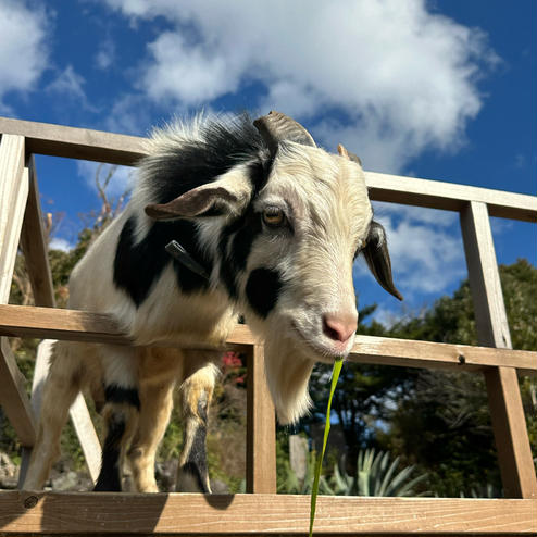 伊豆シャボテン動物公園