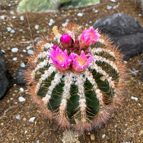 咲くやこの花館