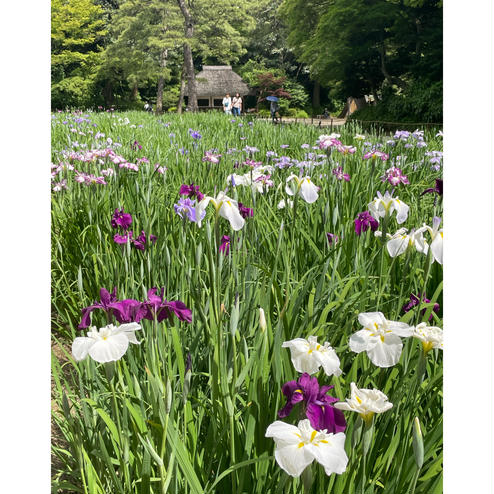 小石川後楽園